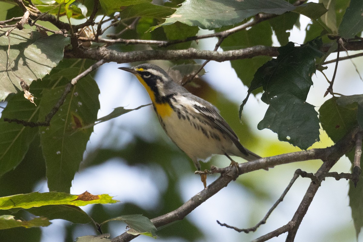 Yellow-throated Warbler - Kent Fiala