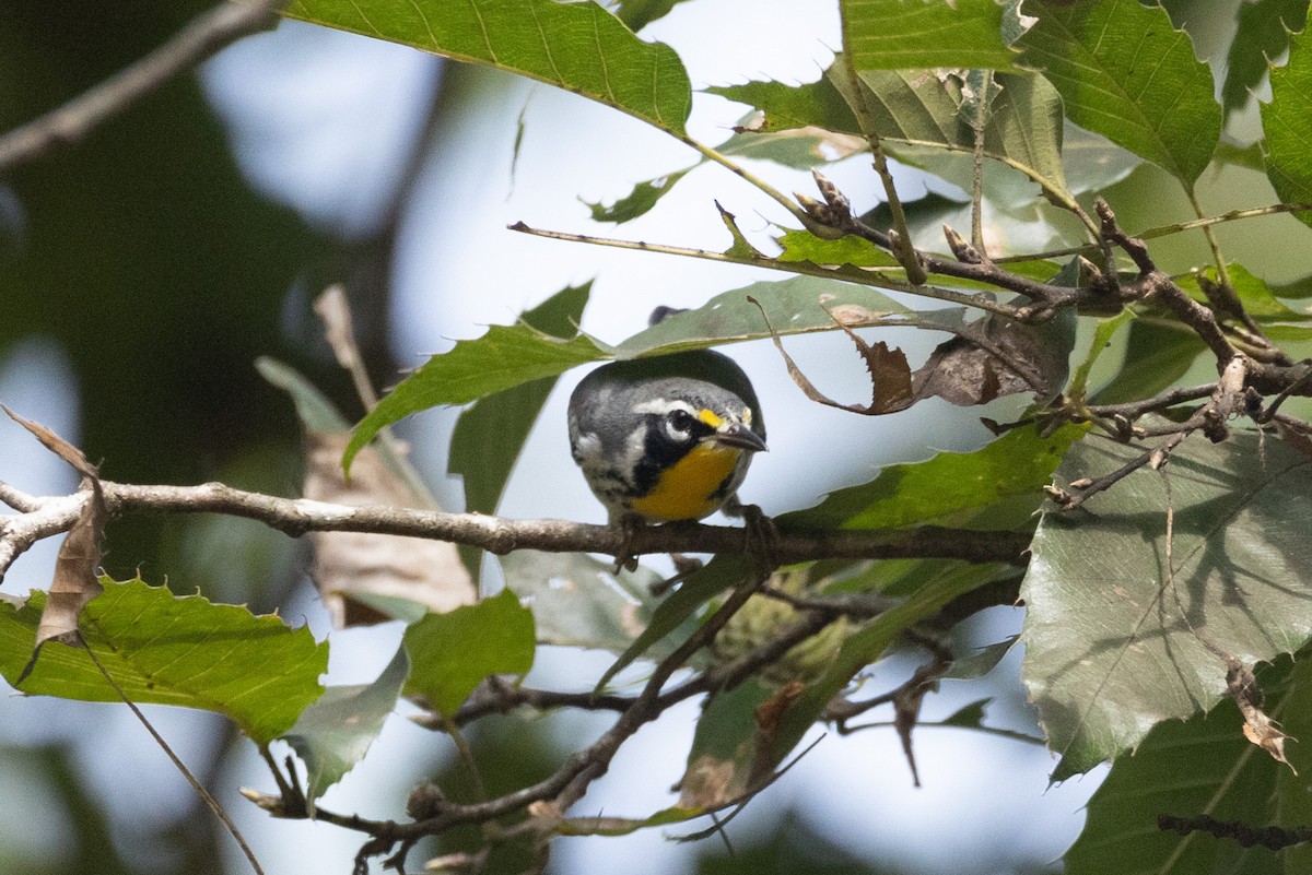 Yellow-throated Warbler - ML609106749