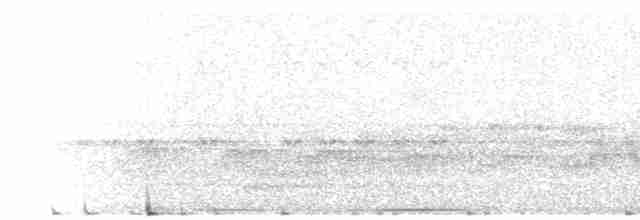 Atlantik Karınca Tiranı - ML609106763