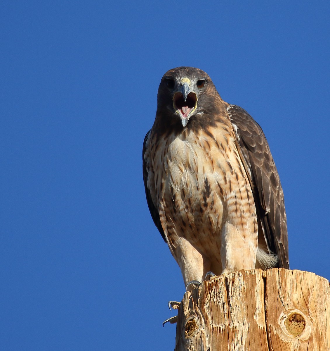 Red-tailed Hawk - ML609107141