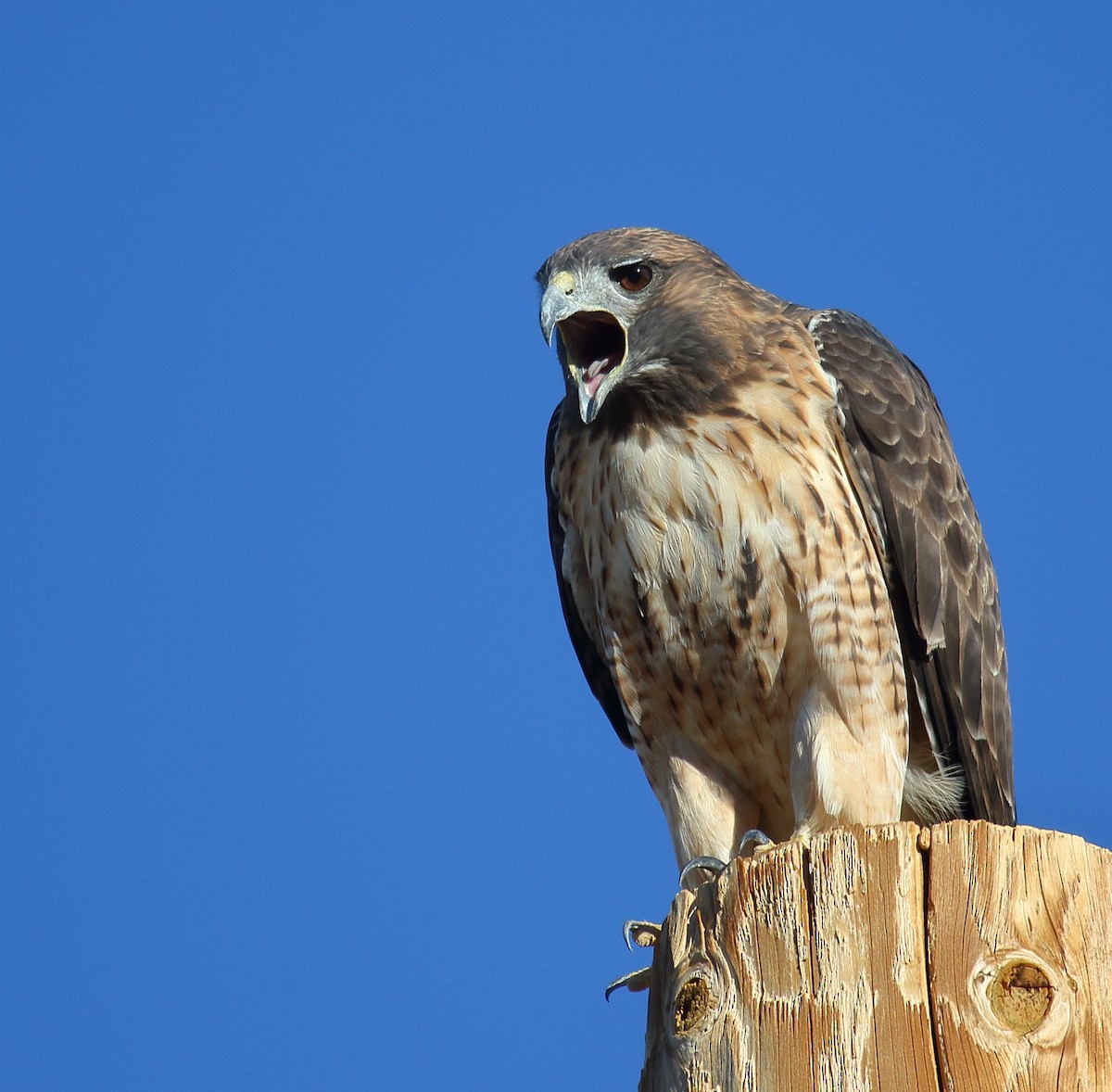 Red-tailed Hawk - ML609107142