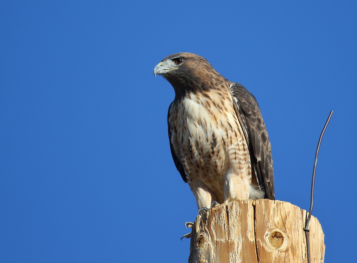 Red-tailed Hawk - ML609107143