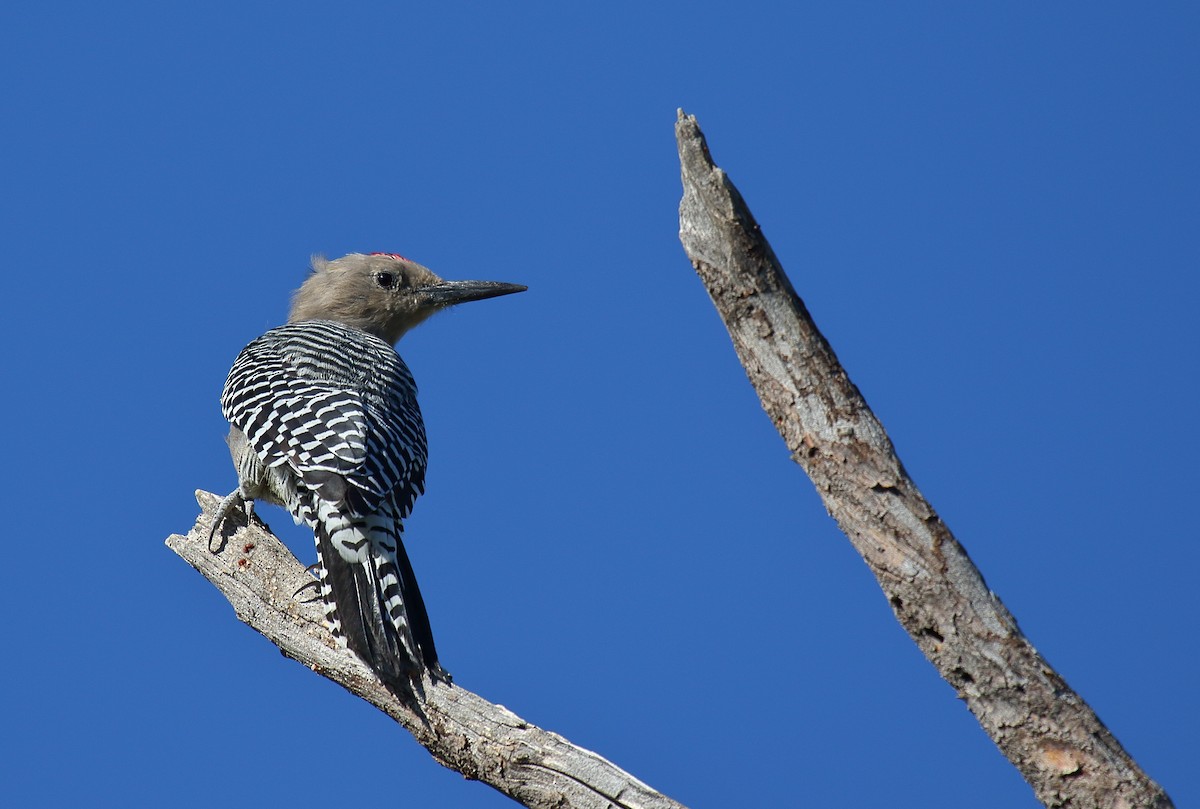 Gila Woodpecker - ML609107186