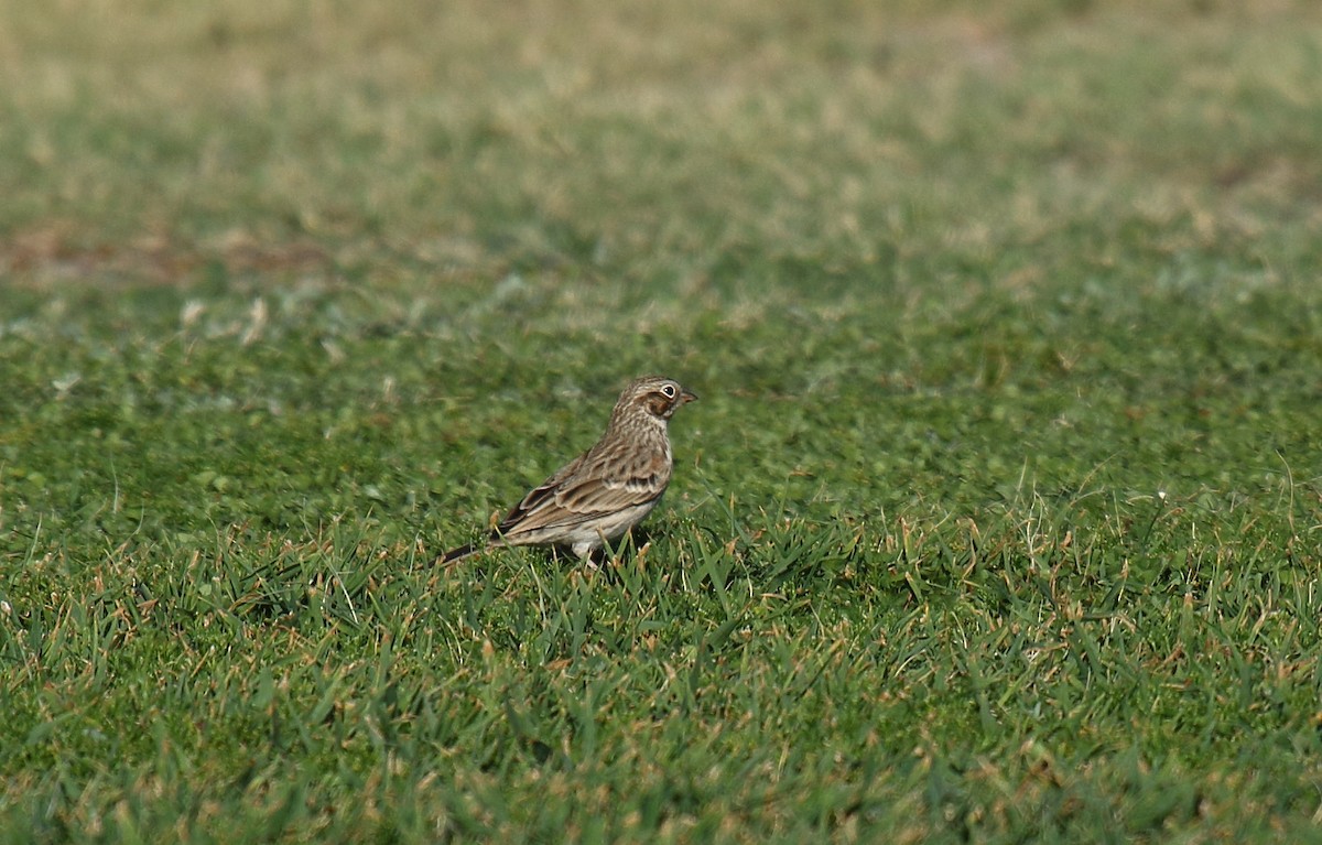 Vesper Sparrow - ML609107204