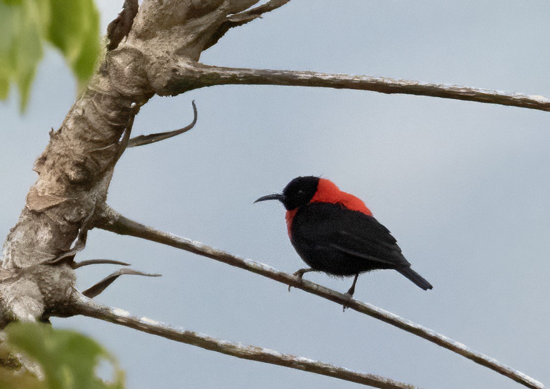 Red-collared Myzomela - Anne Heyerly