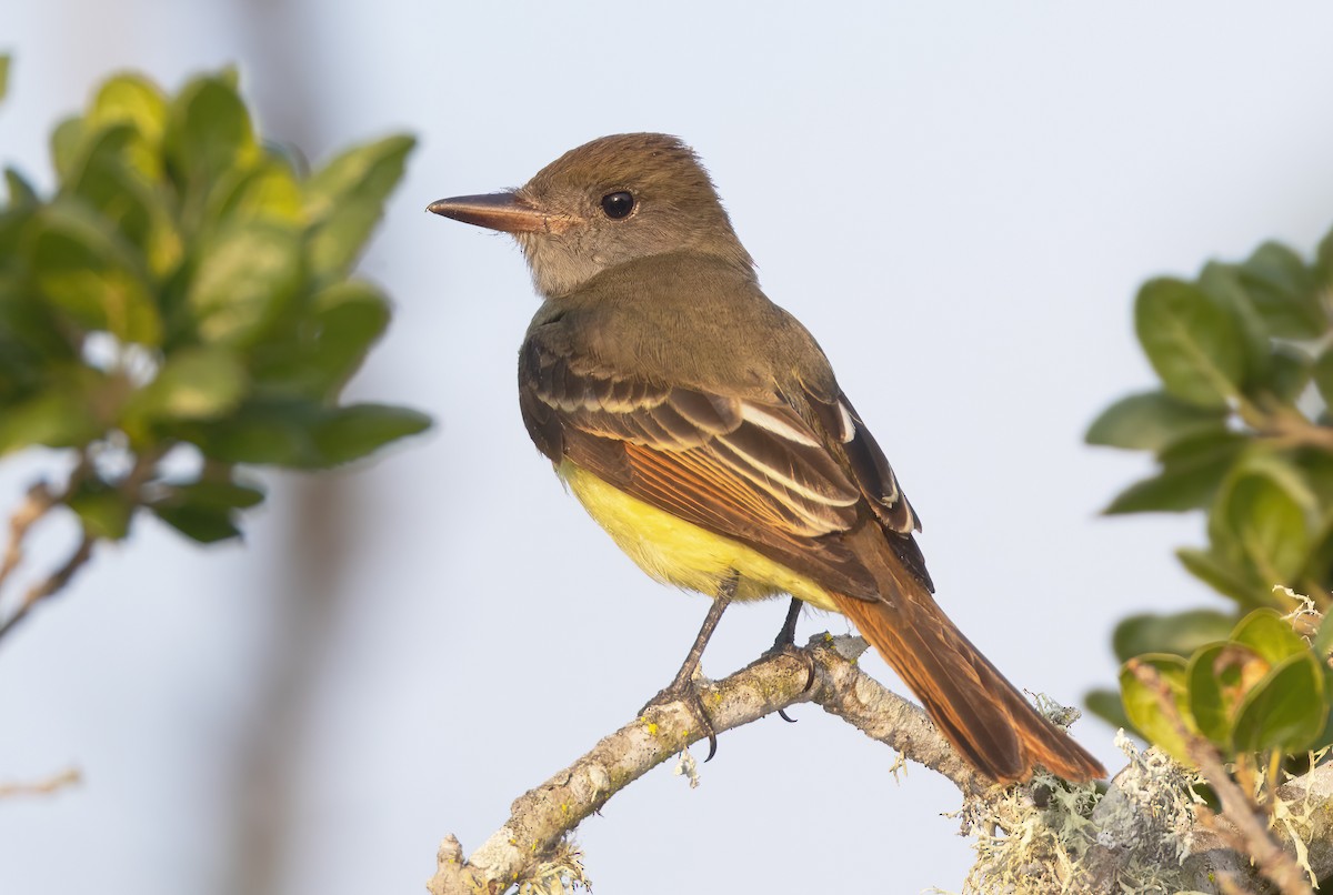 Great Crested Flycatcher - ML609107617