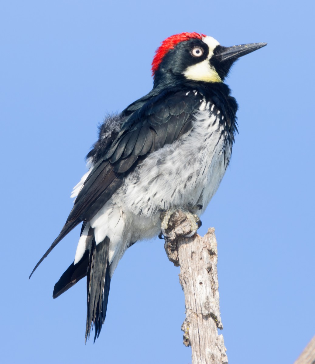 Acorn Woodpecker - ML609107629