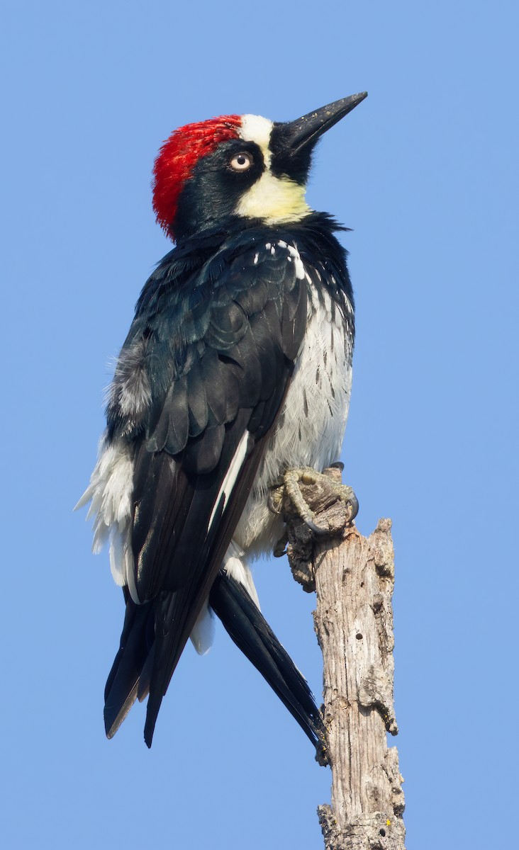 Acorn Woodpecker - ML609107630