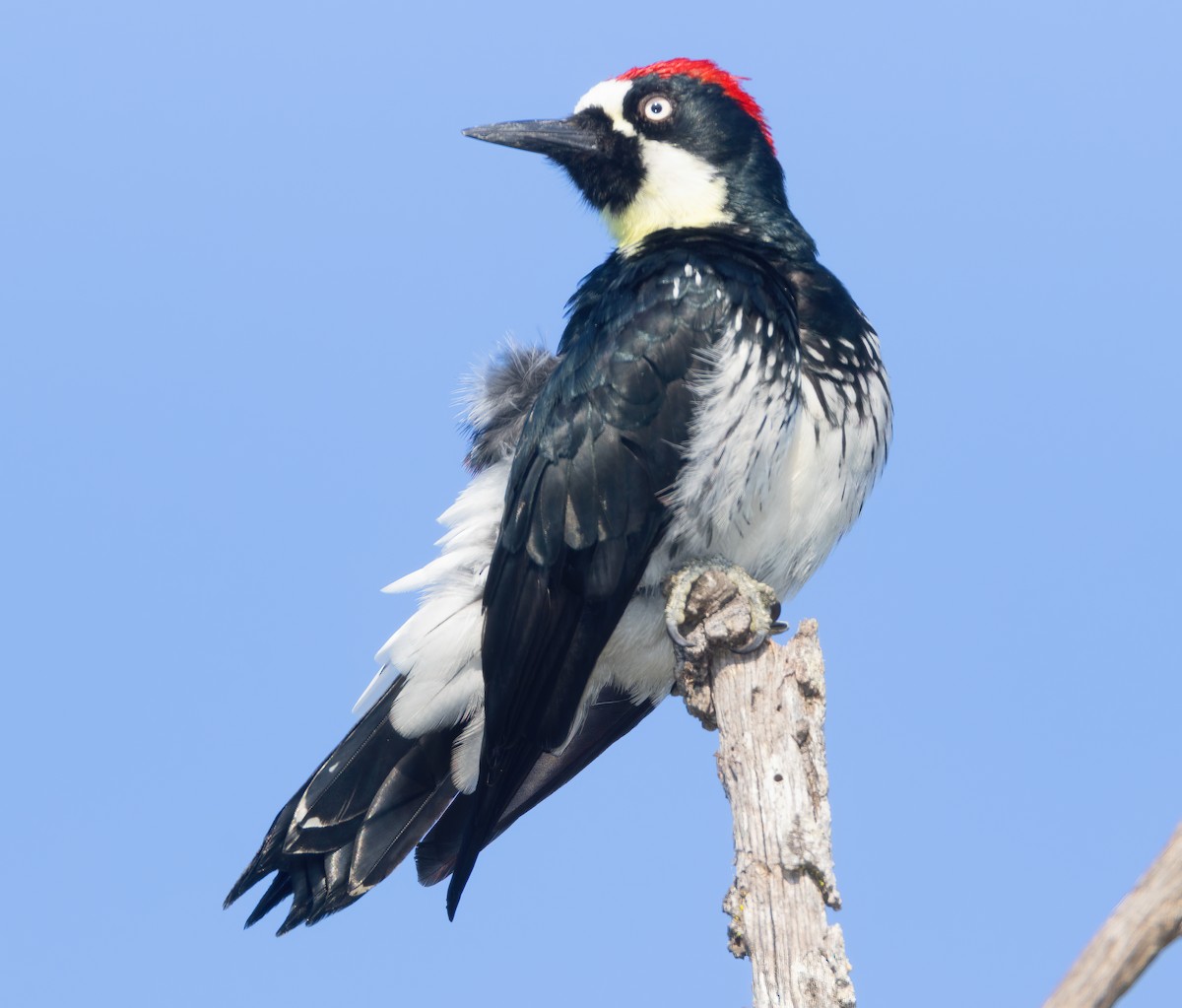 Acorn Woodpecker - ML609107631