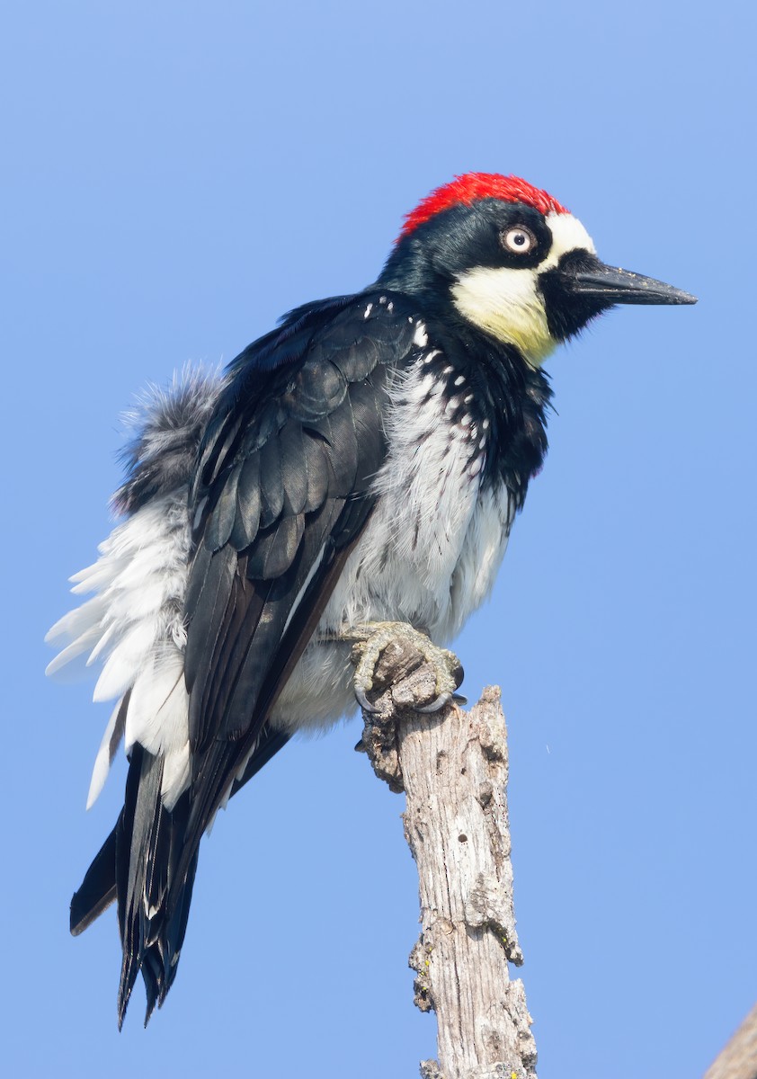 Acorn Woodpecker - ML609107632