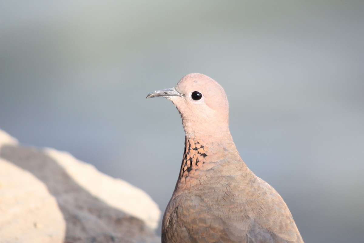 Laughing Dove - ML609107646