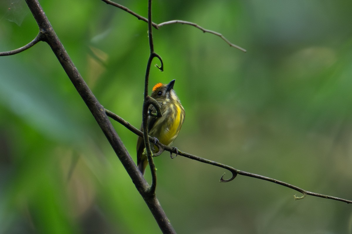 Yellow-breasted Flowerpecker - ML609107751