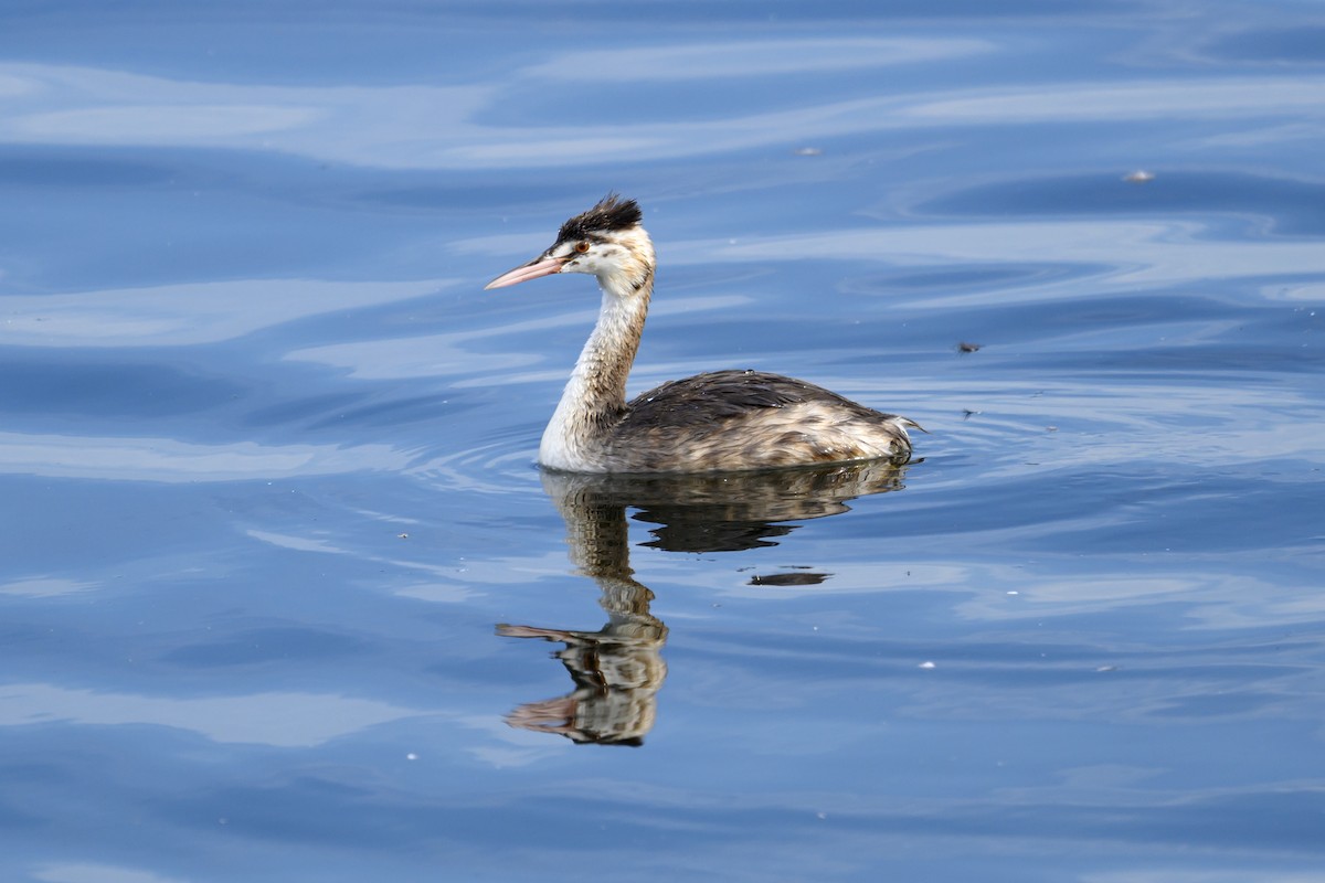 Great Crested Grebe - ML609107998