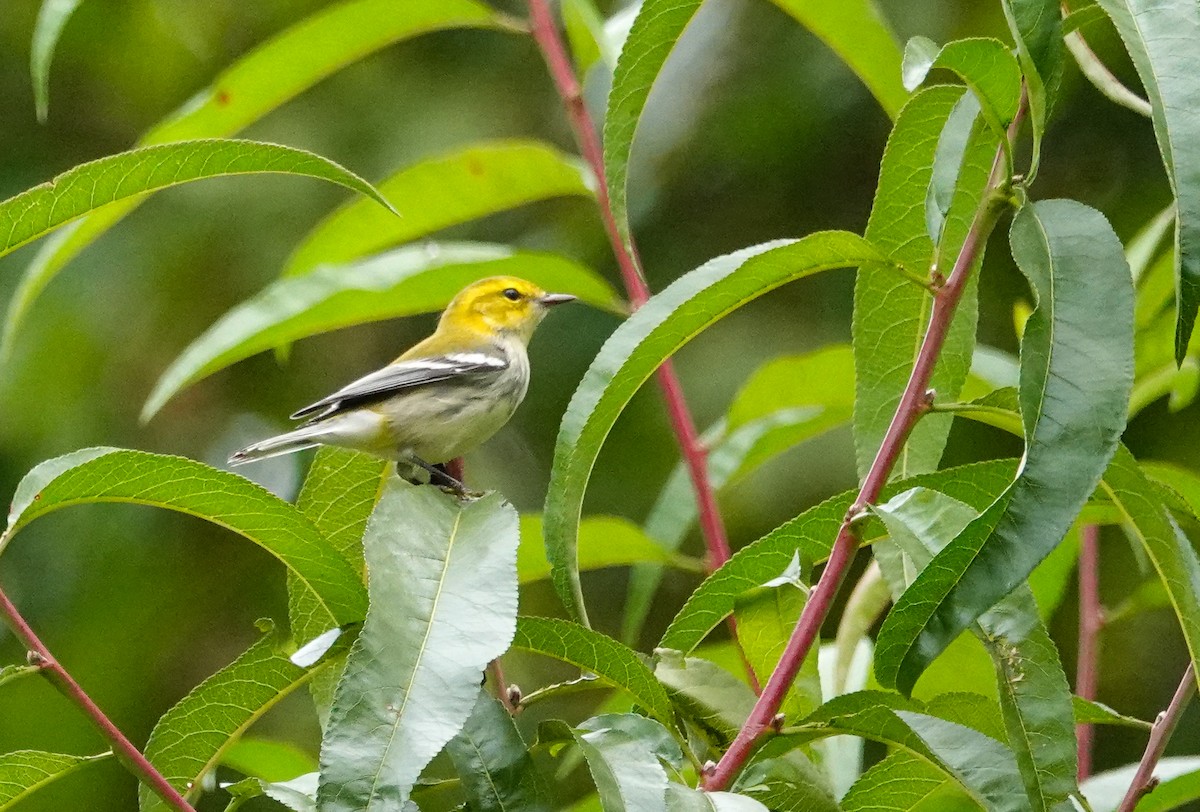 Black-throated Green Warbler - Larry Theller