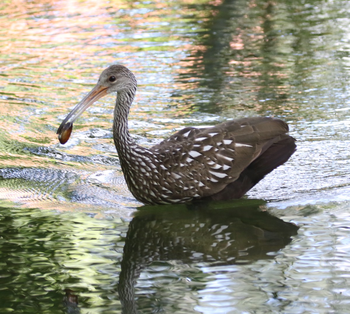 eBird Checklist 21 Sep 2023 Mead Botanical Gardens 41 species