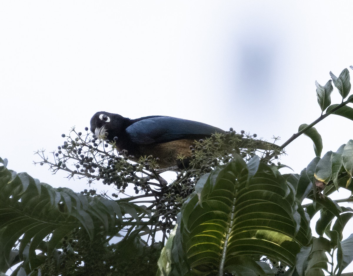 Blue Bird-of-Paradise - ML609108211
