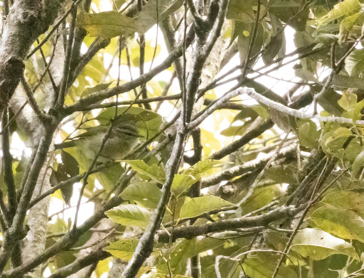 Island Leaf Warbler - ML609108226