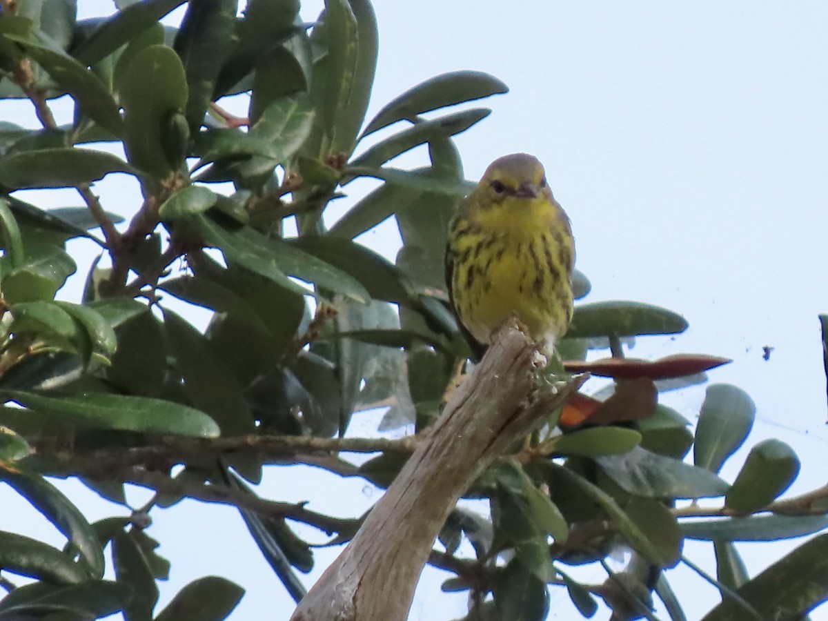 Cape May Warbler - ML609108453