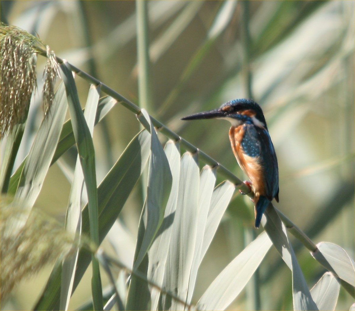Common Kingfisher - Mark Baker
