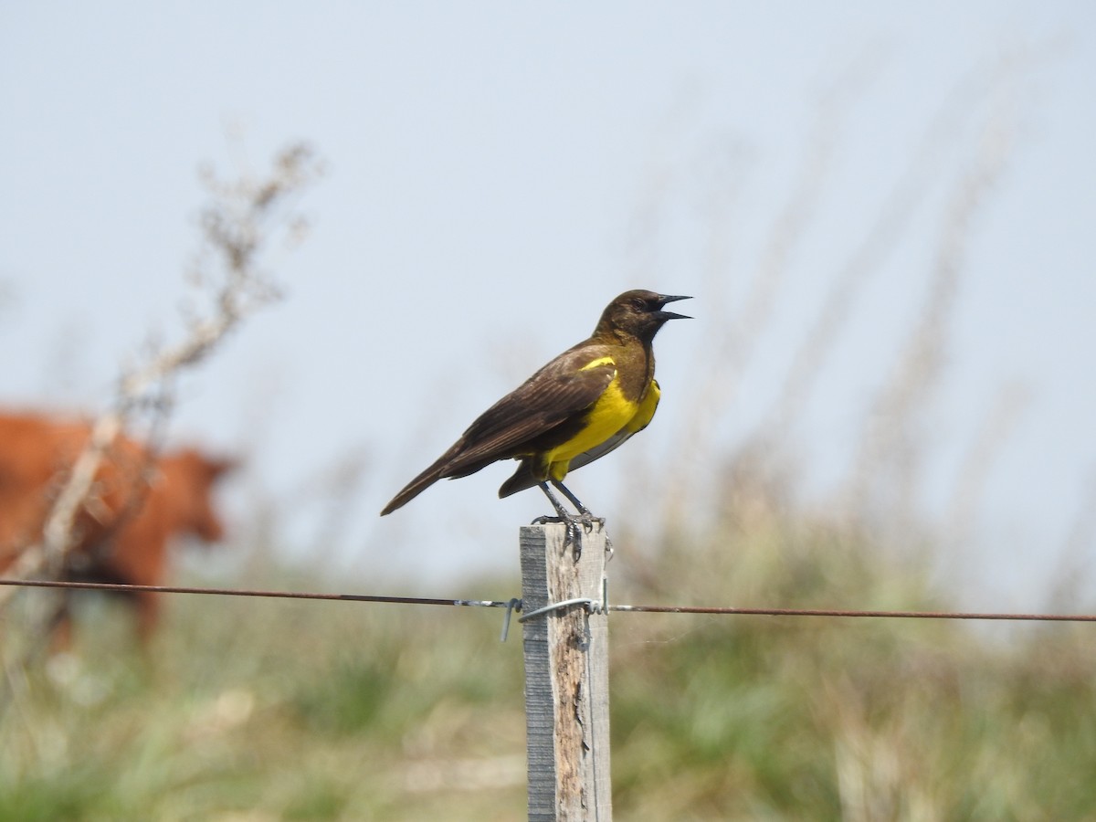 Brown-and-yellow Marshbird - ML609108513