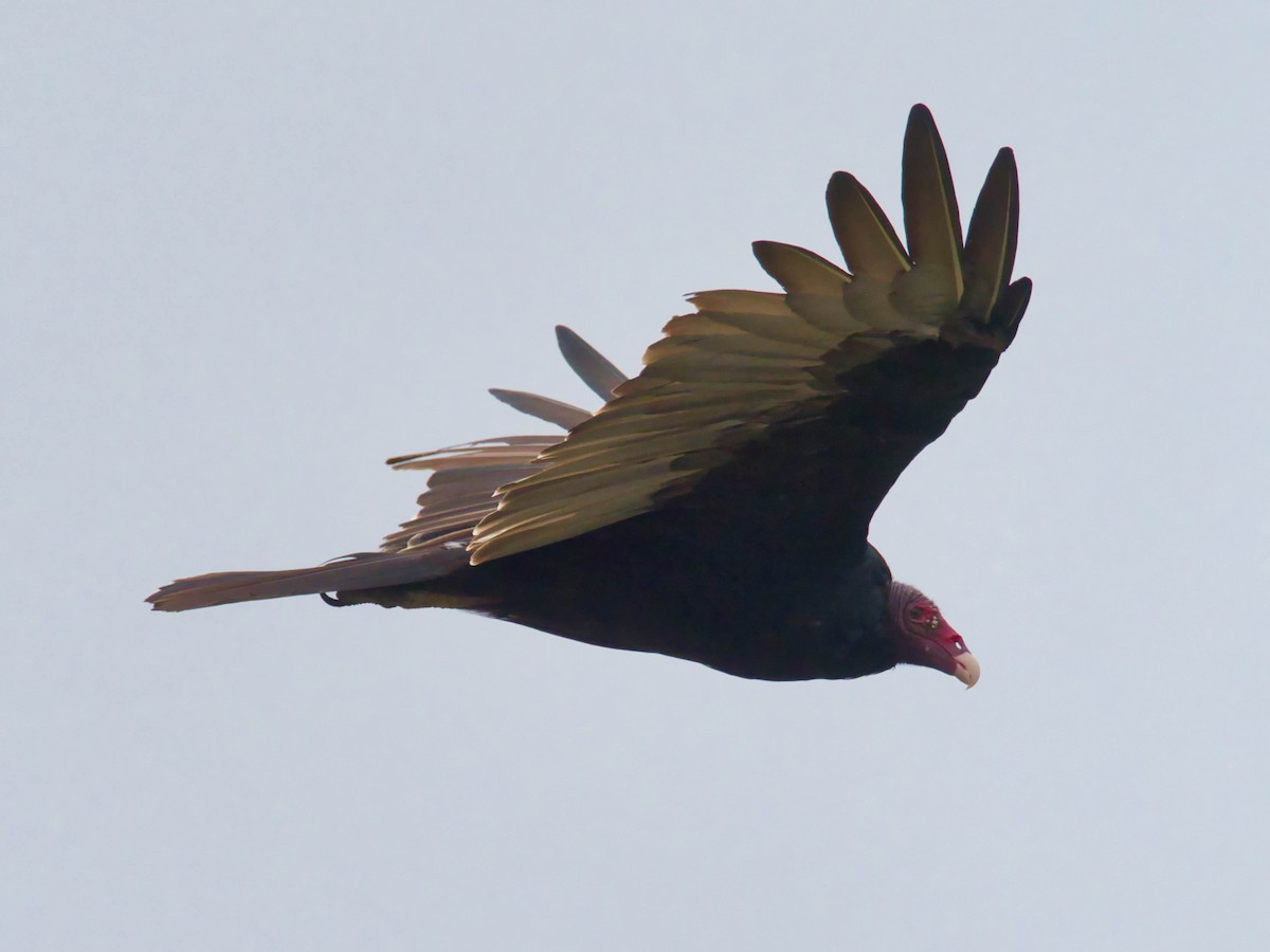 Turkey Vulture - Eric Carpenter