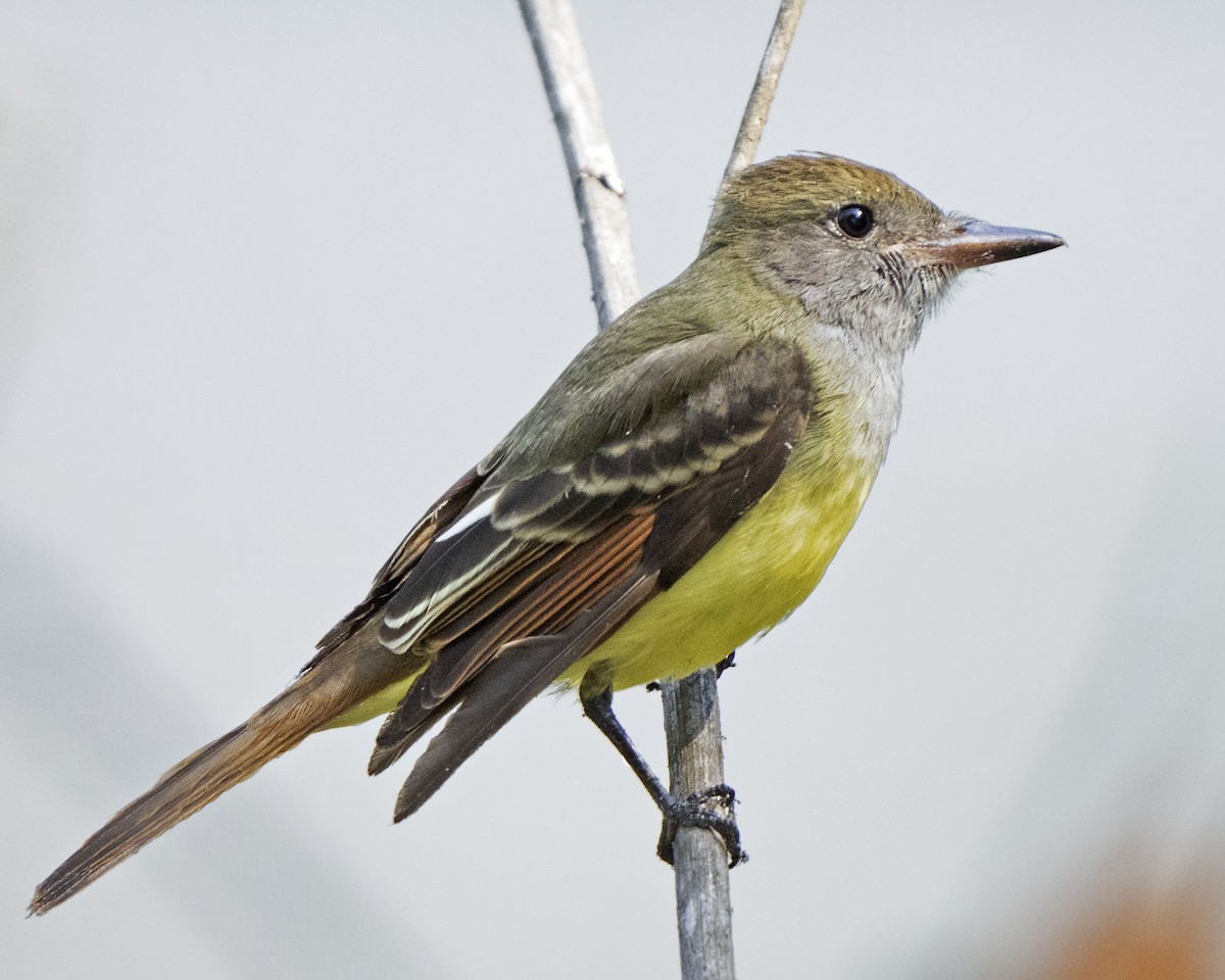 Great Crested Flycatcher - Bill Hill