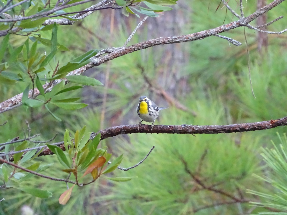 Yellow-throated Warbler - ML609109326