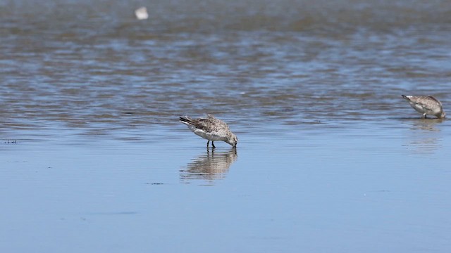 Red Knot - ML609109332
