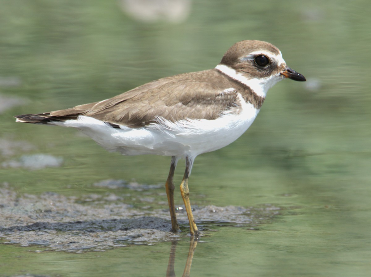 Semipalmated Plover - ML609109334