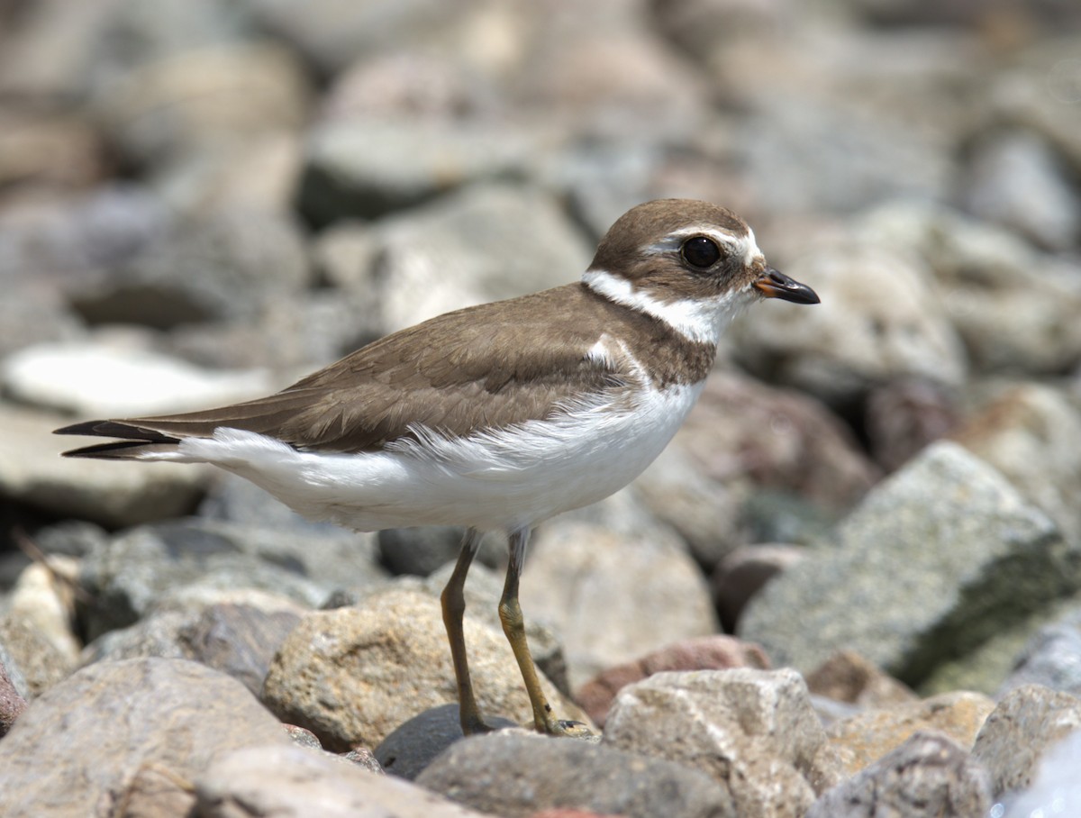 Semipalmated Plover - ML609109335