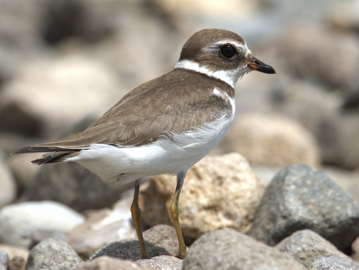 Semipalmated Plover - ML609109336