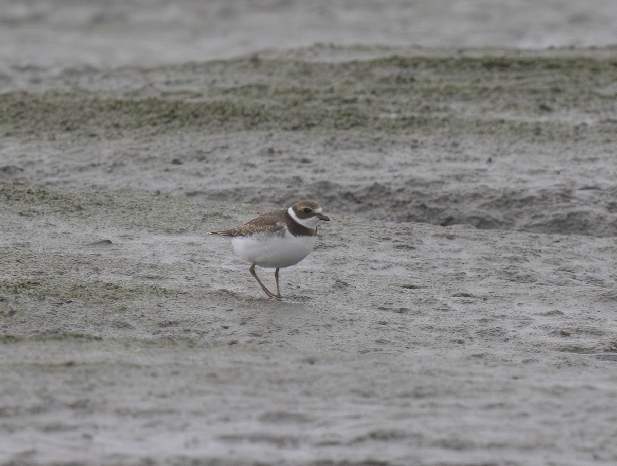 Semipalmated Plover - ML609109618