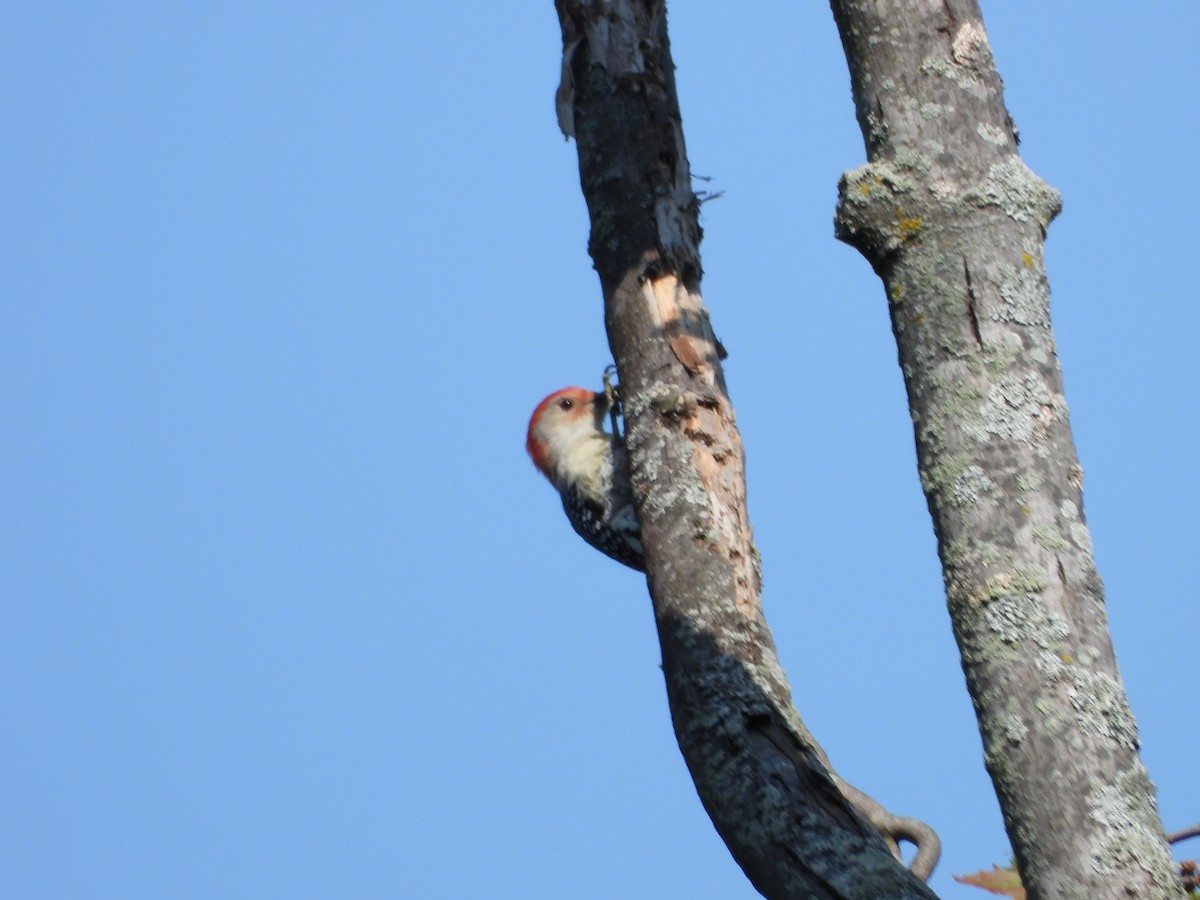 Red-bellied Woodpecker - ML609109839