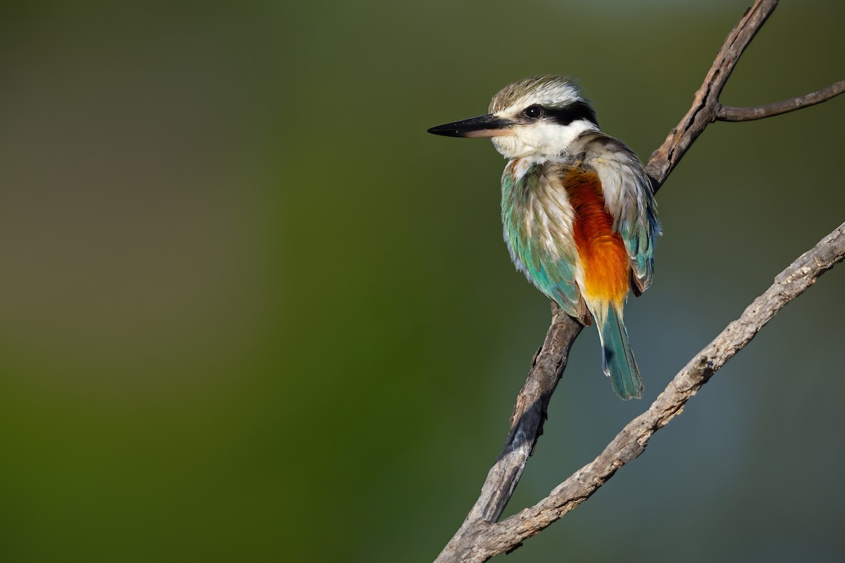 Red-backed Kingfisher - ML609110209