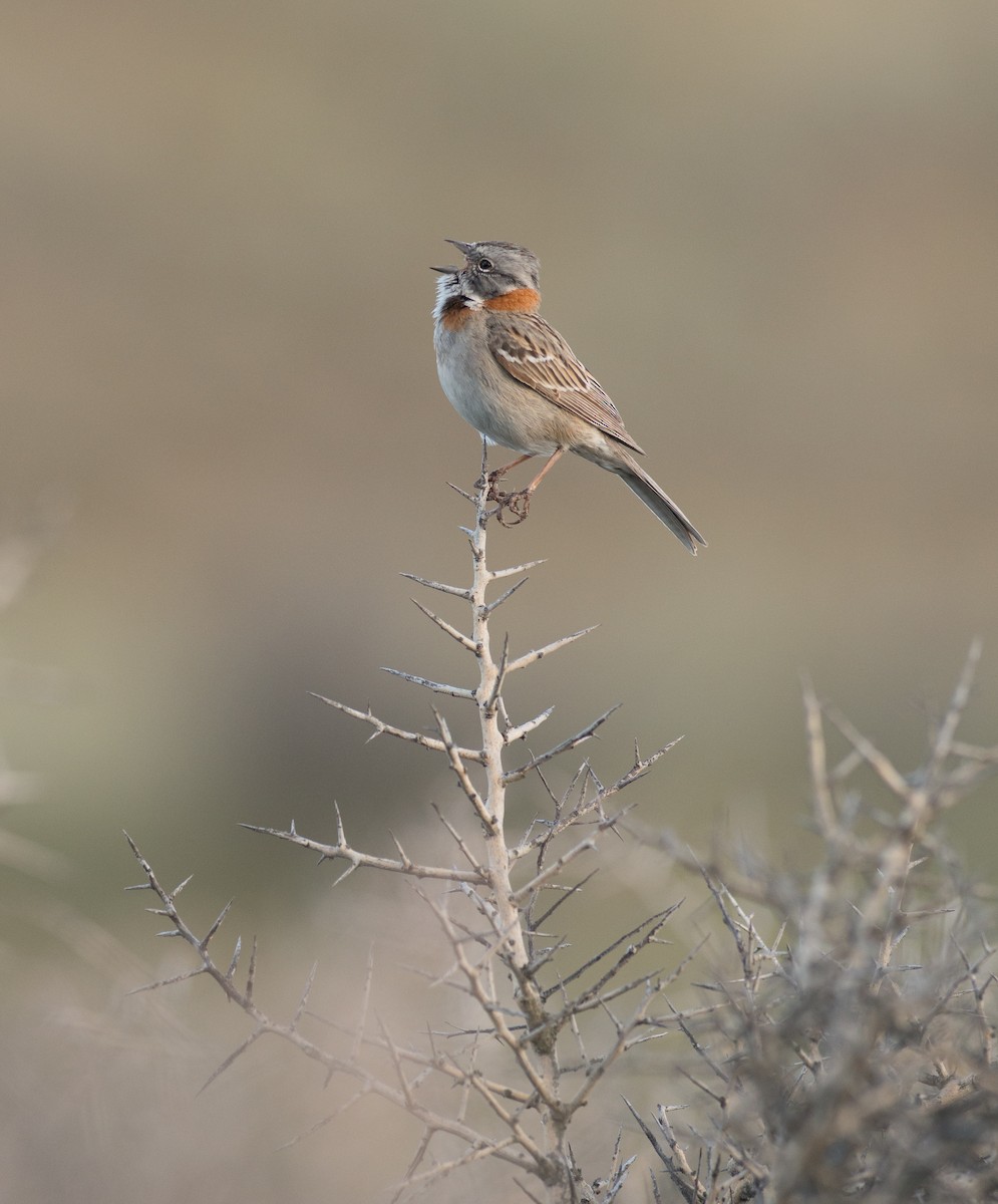 Rufous-collared Sparrow - ML609110708