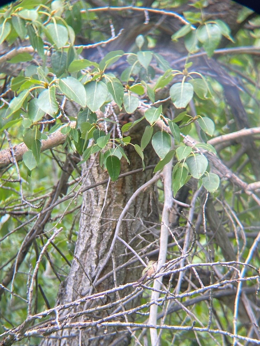 Broad-tailed Hummingbird - ML609110722