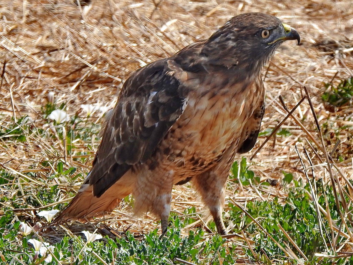 Red-tailed Hawk - Barbara Dye