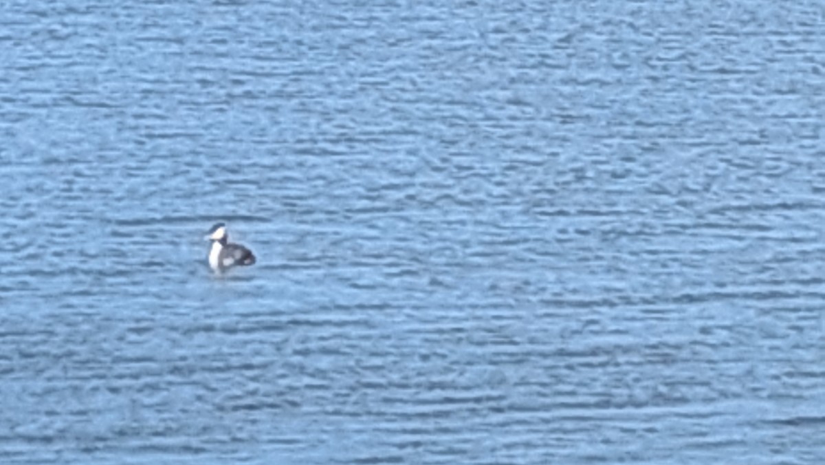 Great Crested Grebe - ML609111567