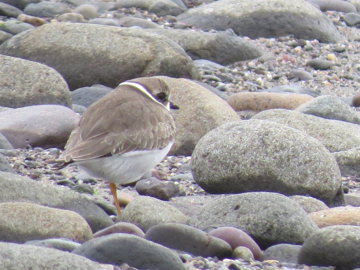 Semipalmated Plover - ML609111576