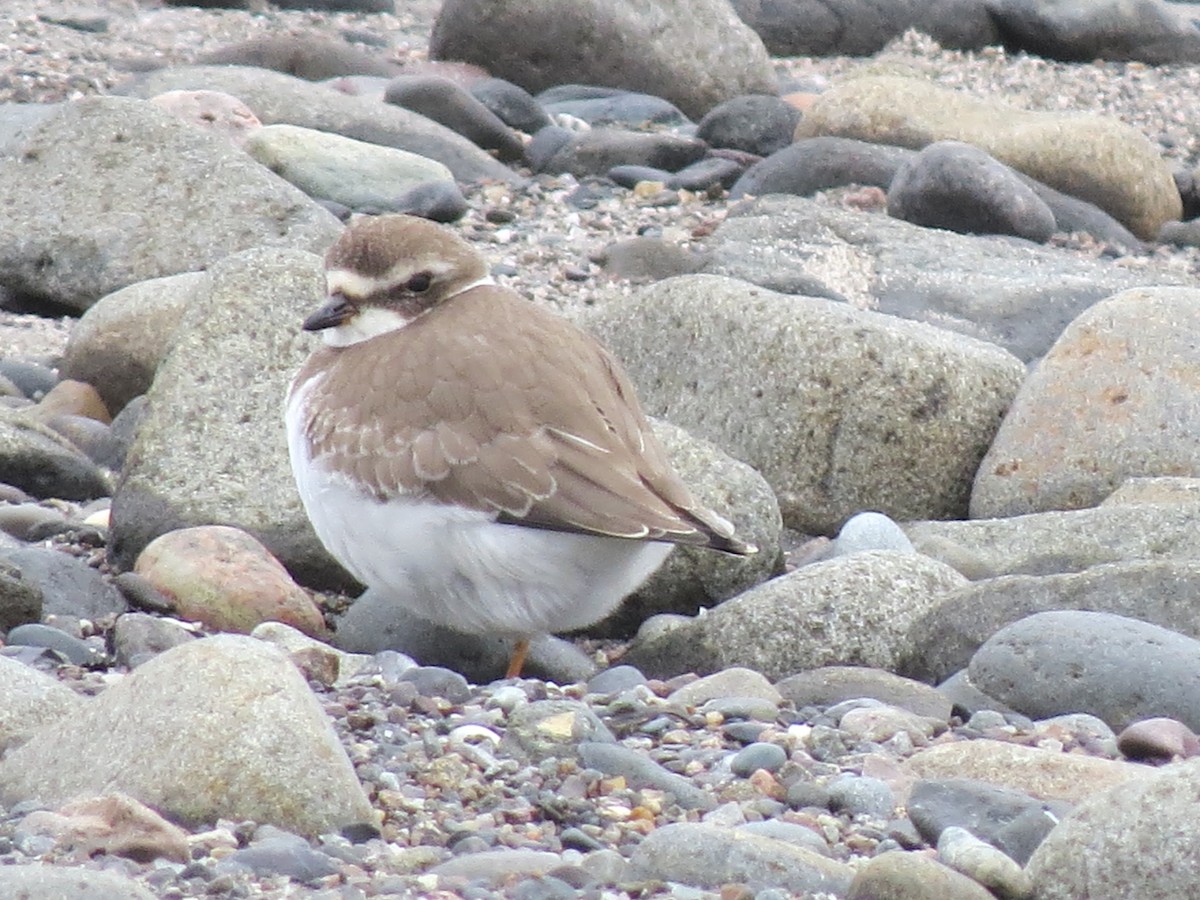 Semipalmated Plover - ML609111583