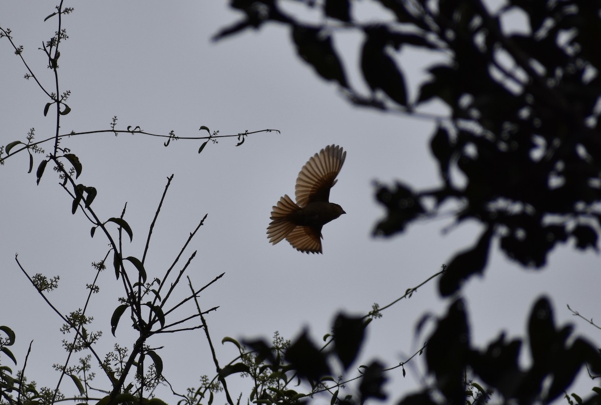 Brown Tanager - Matthew Voelker