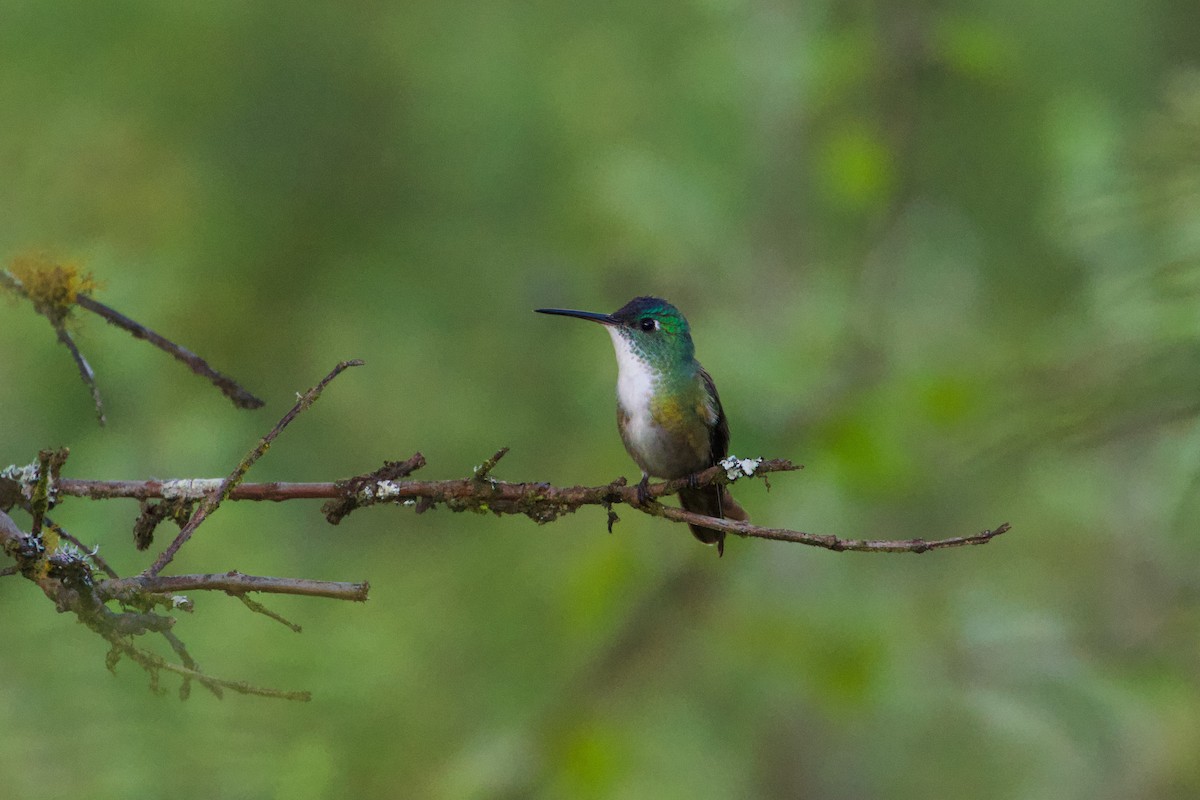 Azure-crowned Hummingbird - ML609112004