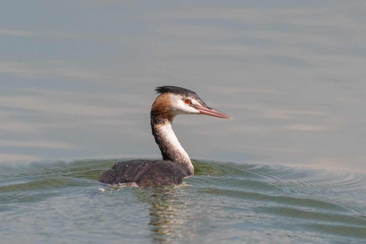 Great Crested Grebe - ML609112927