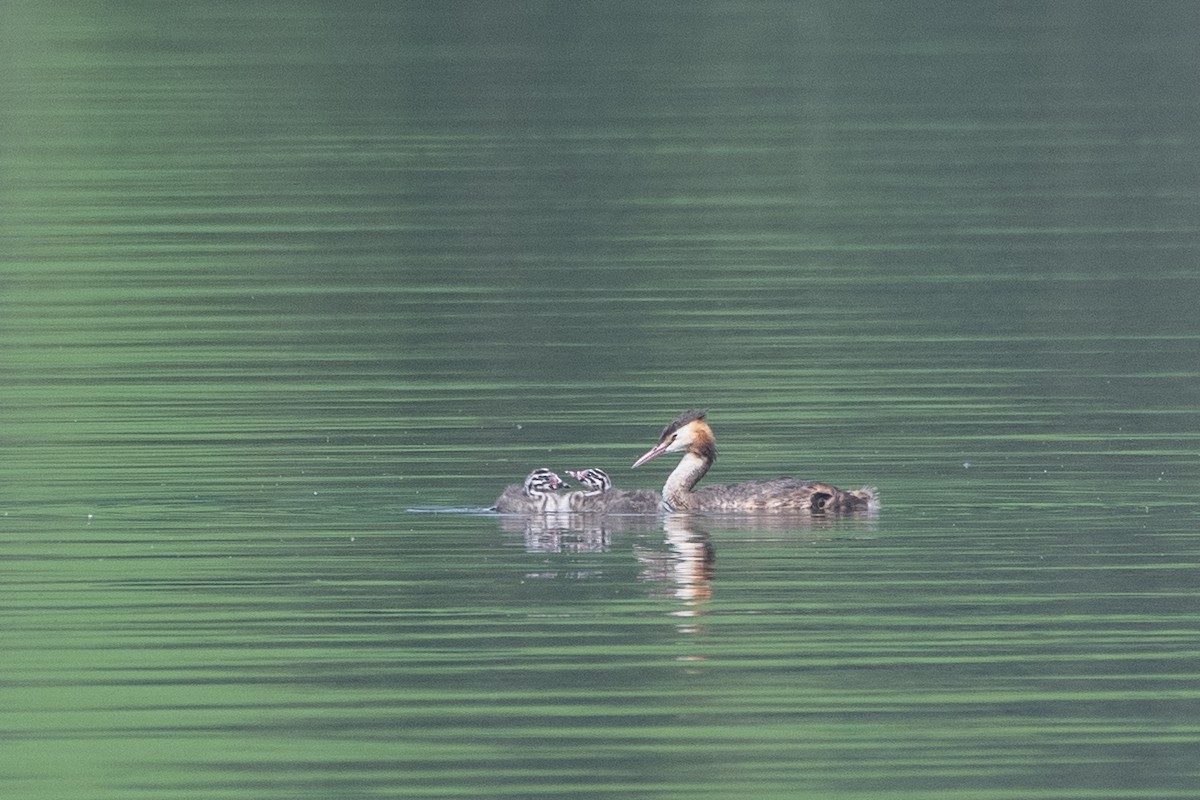 Great Crested Grebe - ML609112966