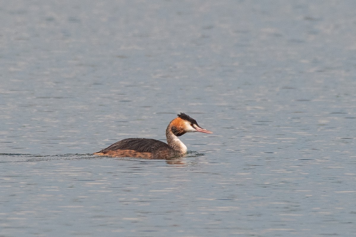 Great Crested Grebe - ML609112971