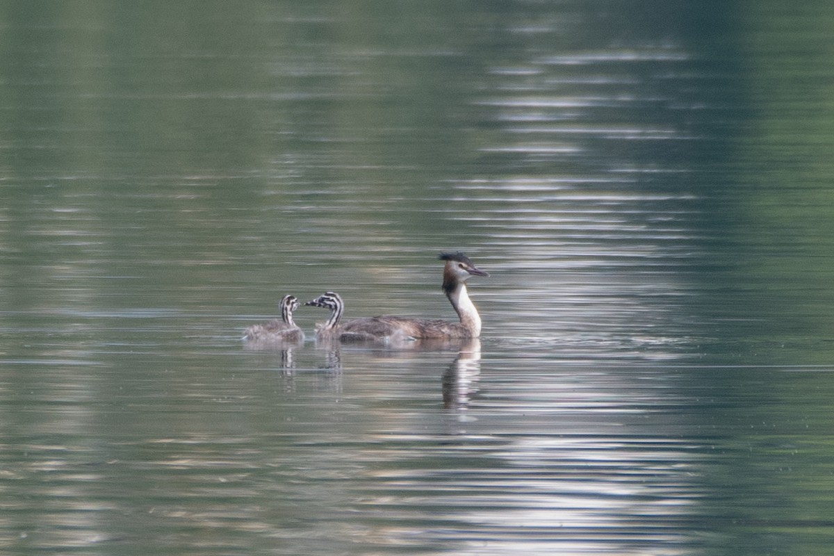 Great Crested Grebe - ML609112984