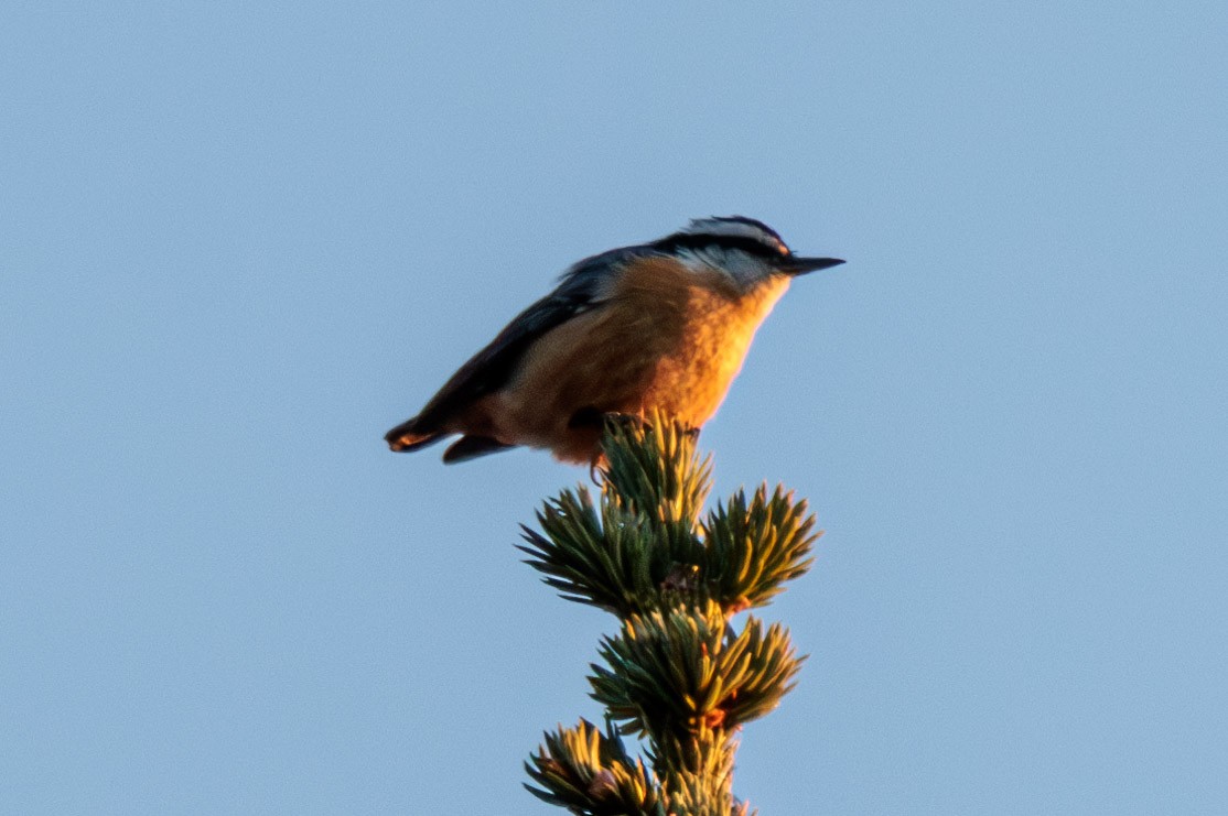 Red-breasted Nuthatch - ML609113249