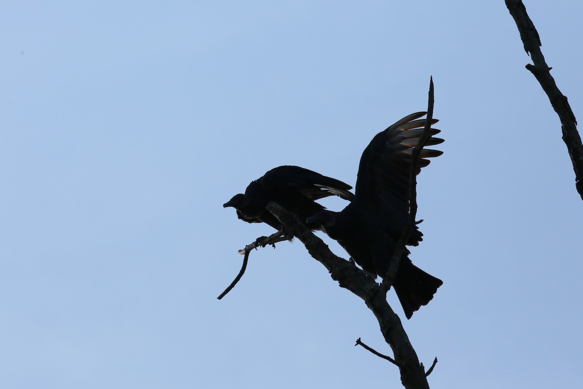 Black Vulture - ML609113305