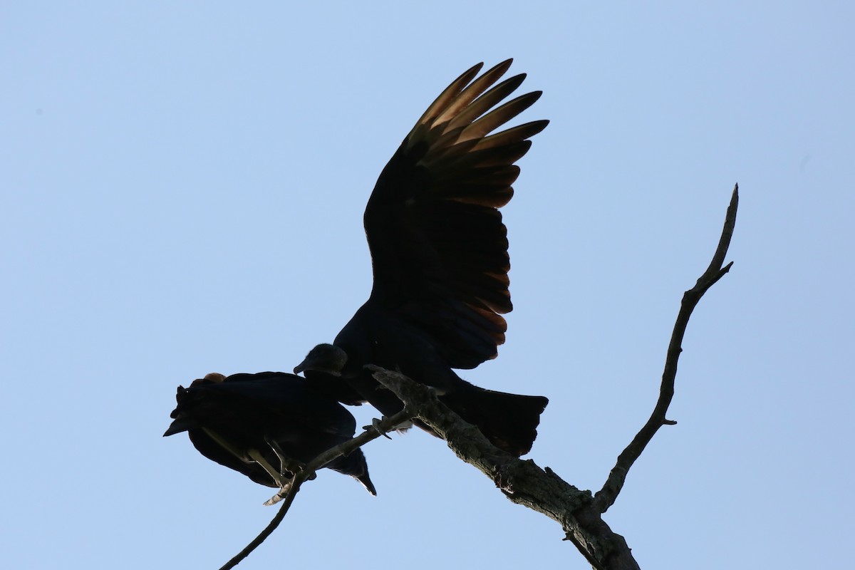 Black Vulture - ML609113335