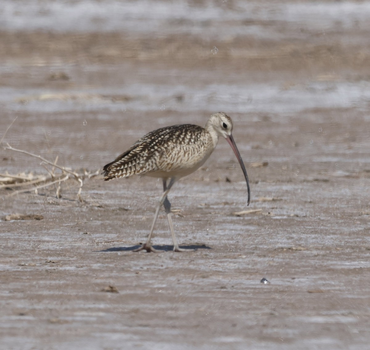 Long-billed Curlew - ML609113417